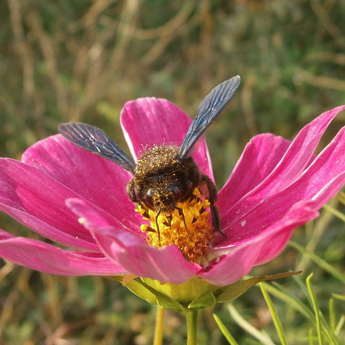 Sorties nature – Trame jaune – sur les chemins agricoles