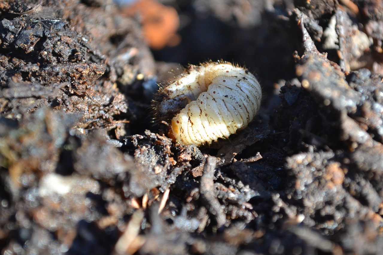 [Sortie en famille] Tous au compost !