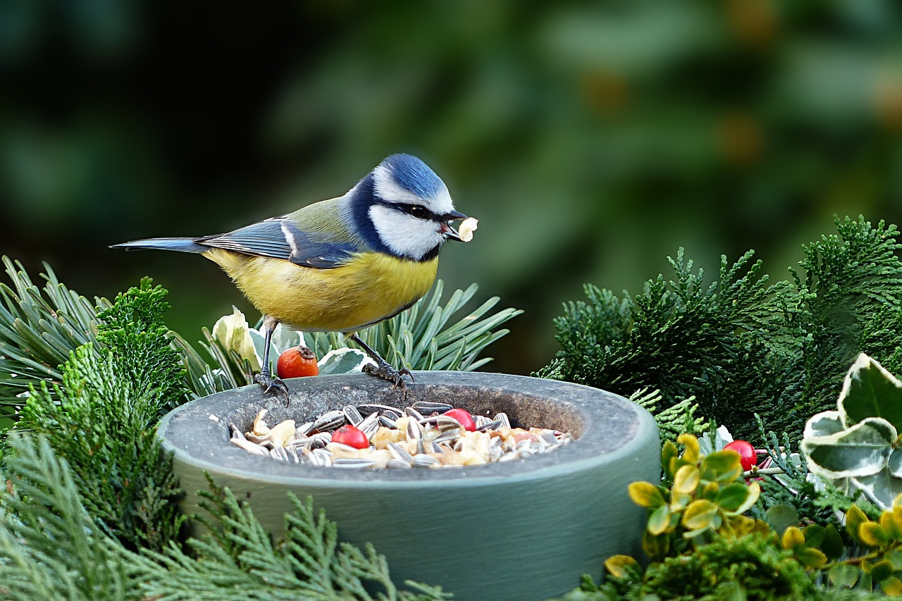 [Ateliers enfants] Le resto des oiseaux