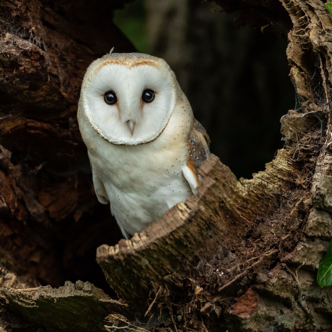 [Sortie nature] Le bal des oiseaux nocturnes